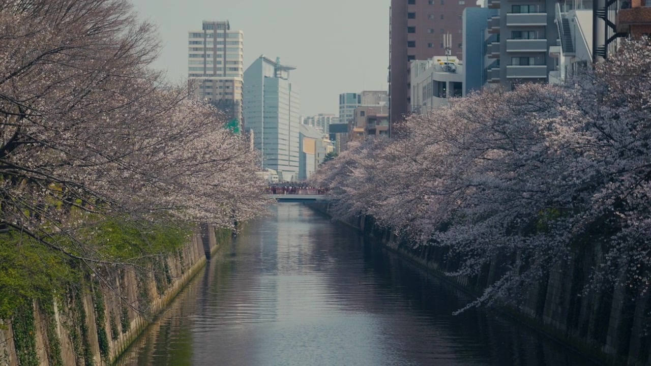 Nakameguro nehir kenarı, kiraz çiçekleri ve huzurlu bahar atmosferiyle