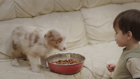 Asian-kid-feeding-a-puppy-on-the-sofa-in-the-living-room