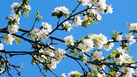 Weiße-Apfelbaumblüte-Mit-Klarem-Blauen-Himmel-Im-Hintergrund