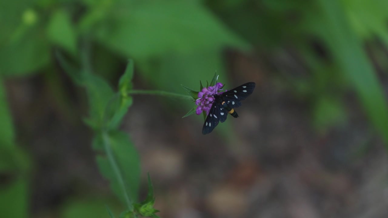 Filmato ravvicinato di una falena maculata nera e blu che si nutre su un fiore selvatico viola, circondata da vegetazione soffice e bokeh naturale in un pacifico prato estivo