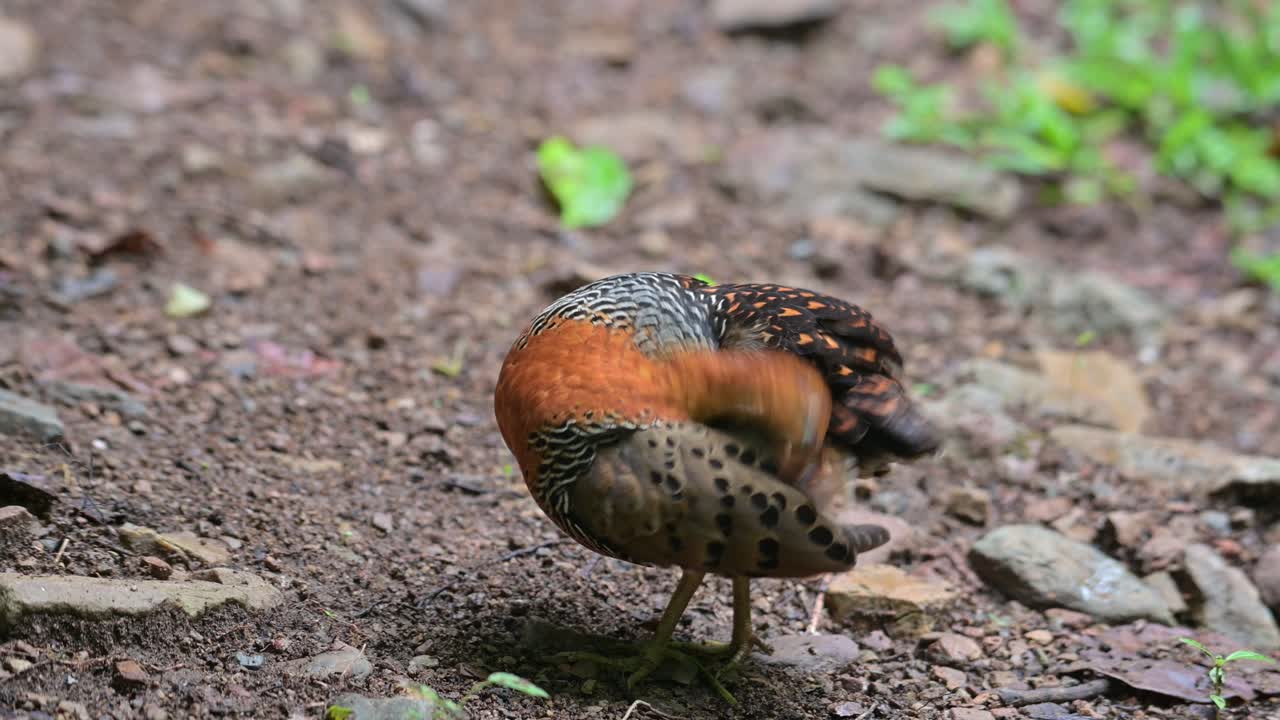 왼쪽 날개 와 뒷  ⁇ 털 을  ⁇ 고 청소 하는 동안 왼쪽 을 바라보는, ferruginous partridge caloperdix oculeus, 태국