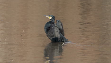 Schwarzer-Kormoran,-Phalacrocorax-Carbo,-Trocknet-Seine-Flügel-Bei-Leighton-Moss,-Großbritannien