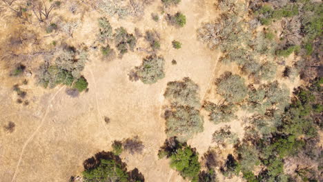 árboles-Verdes-Y-Quemados-En-El-Sendero-De-La-Mina-Oat-Hill-En-California