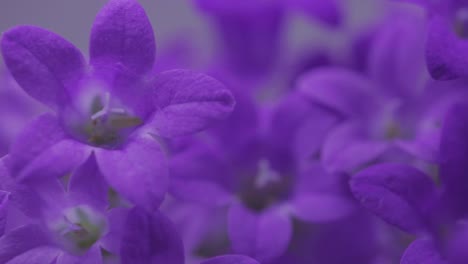 Beautiful-Dalmatian-Bellflowers-In-The-Garden