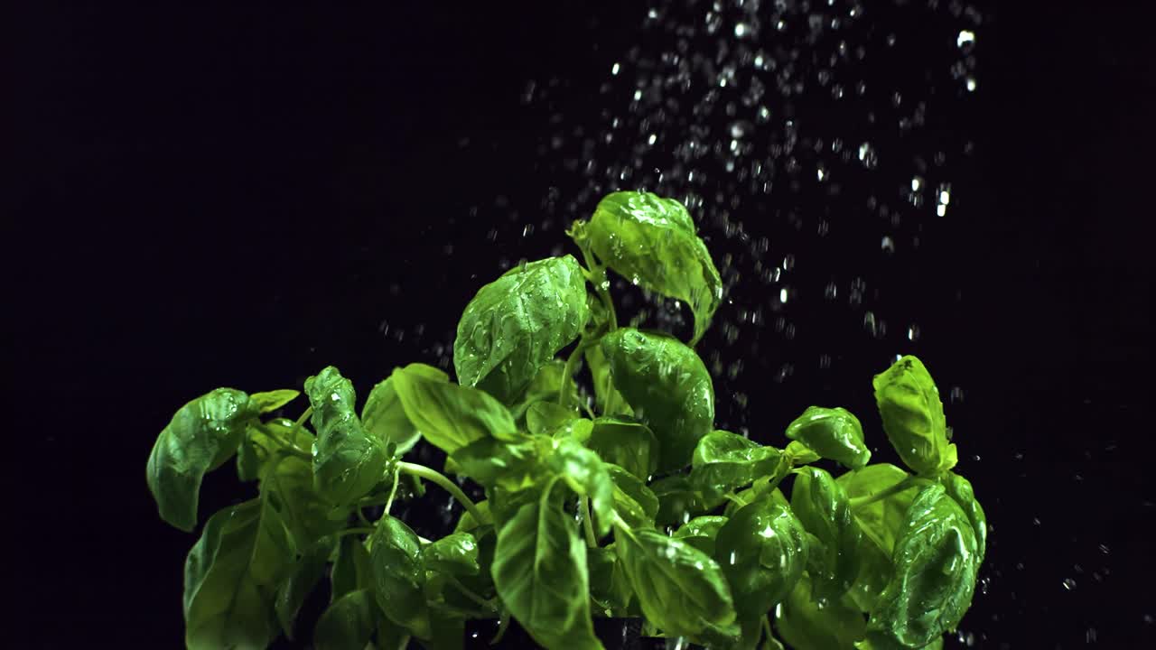 Super slow motion basil water droplet 500fps 4k