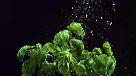 super slow motion basil water droplet 500fps 4k