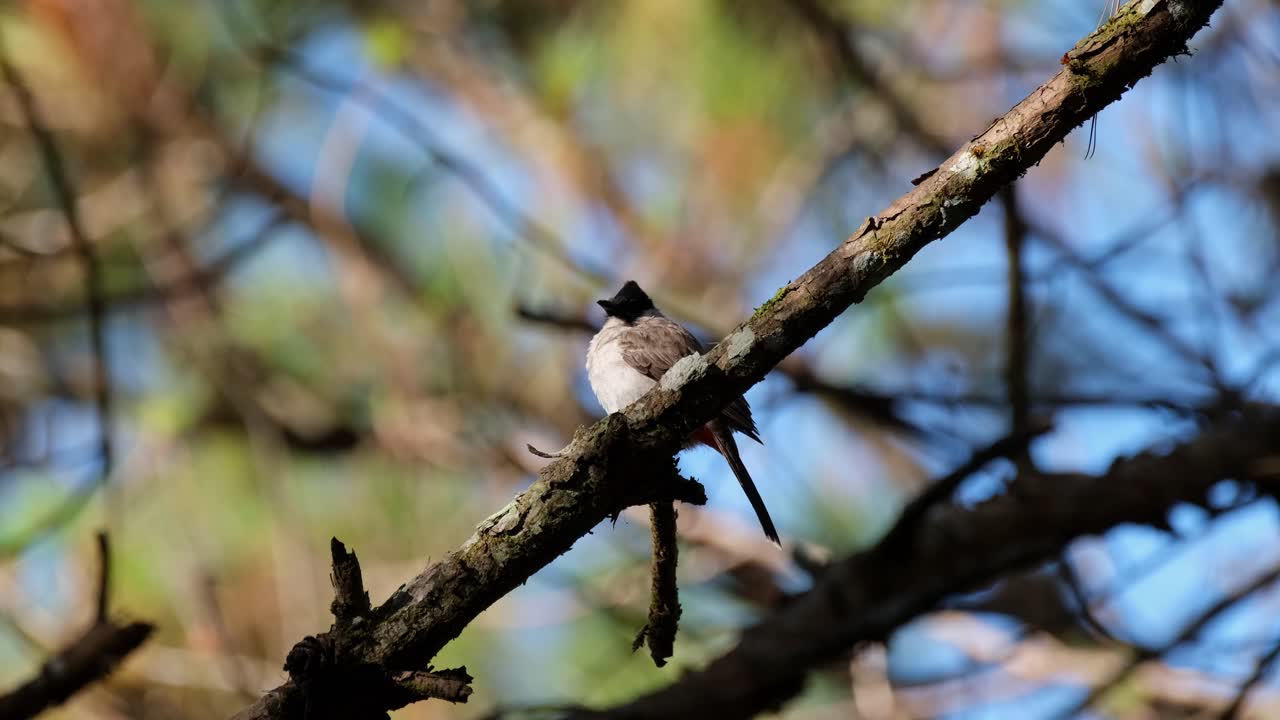 주위를 둘러보면서 왼쪽을 향하고 있는 모습, 태국의 sooty-headed bulbul pycnonotus aurigaster, phu ruea, ming mueang, loei