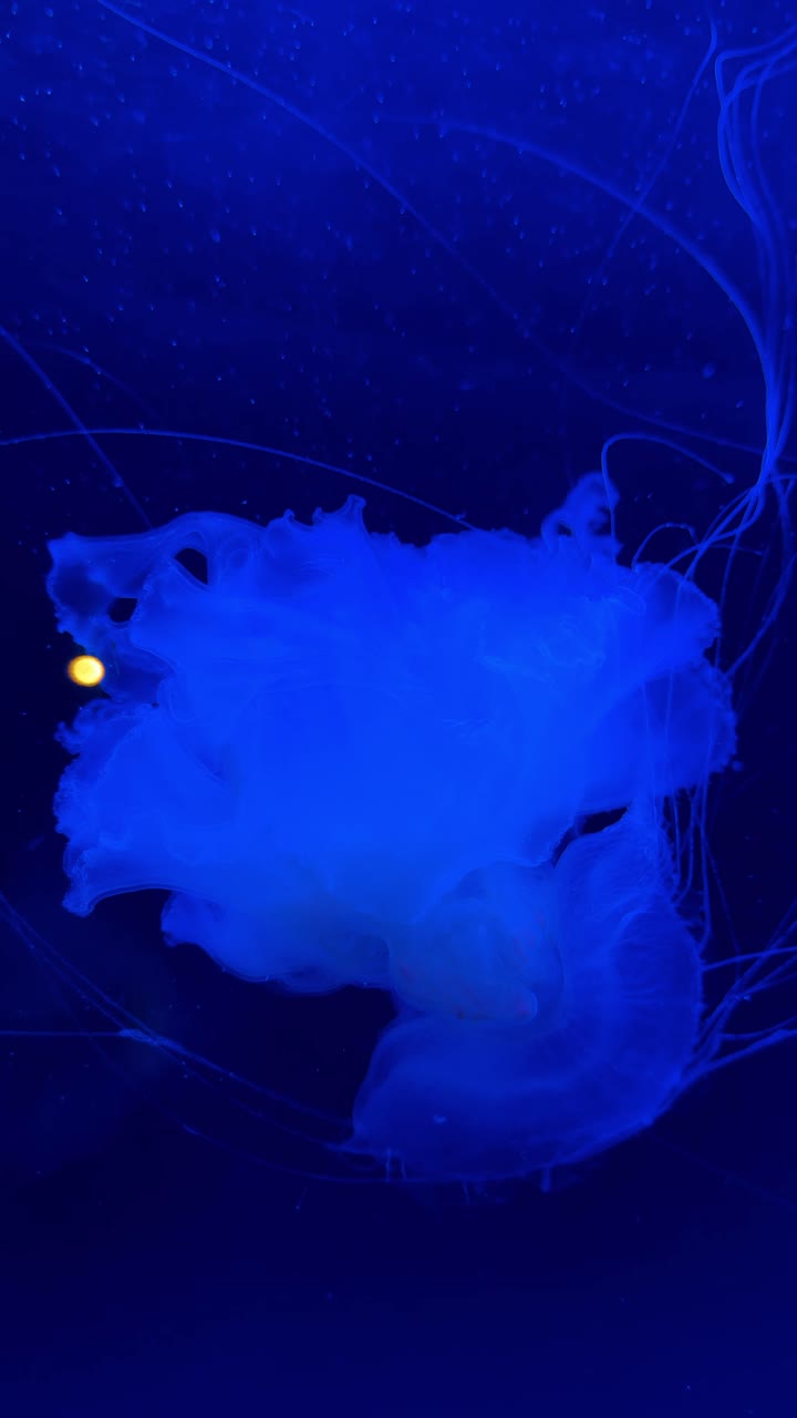 Tentacoli astratti di medusa su sfondo di acqua blu scuro. Macro di tentacoli di medusa luminosi e piccole particelle in acqua blu intenso dell'acquario