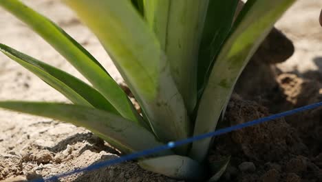 cultivo de piña plantación de piña cultivadores de piña filmados en gh5 con 12-35 f2