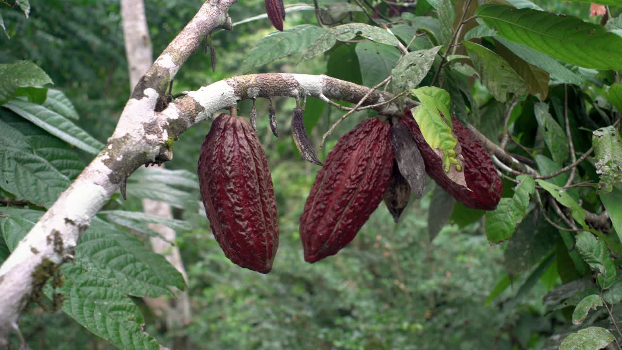 varios frutos de cacao que crecen en la selva amazónica durante el día nublado y ventoso