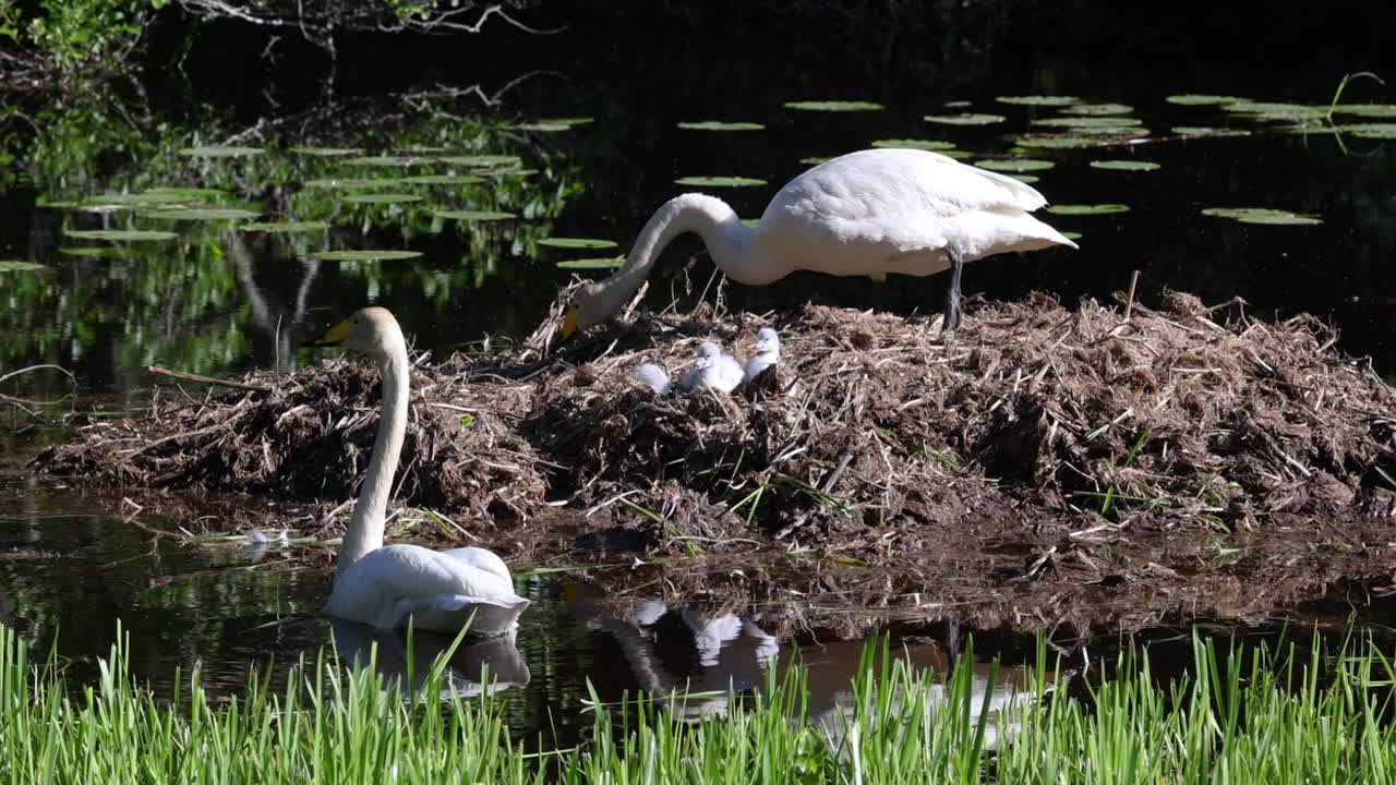 Swan nest with adults and chicks, sunny, spring day, in Scandinavia - Cygnus