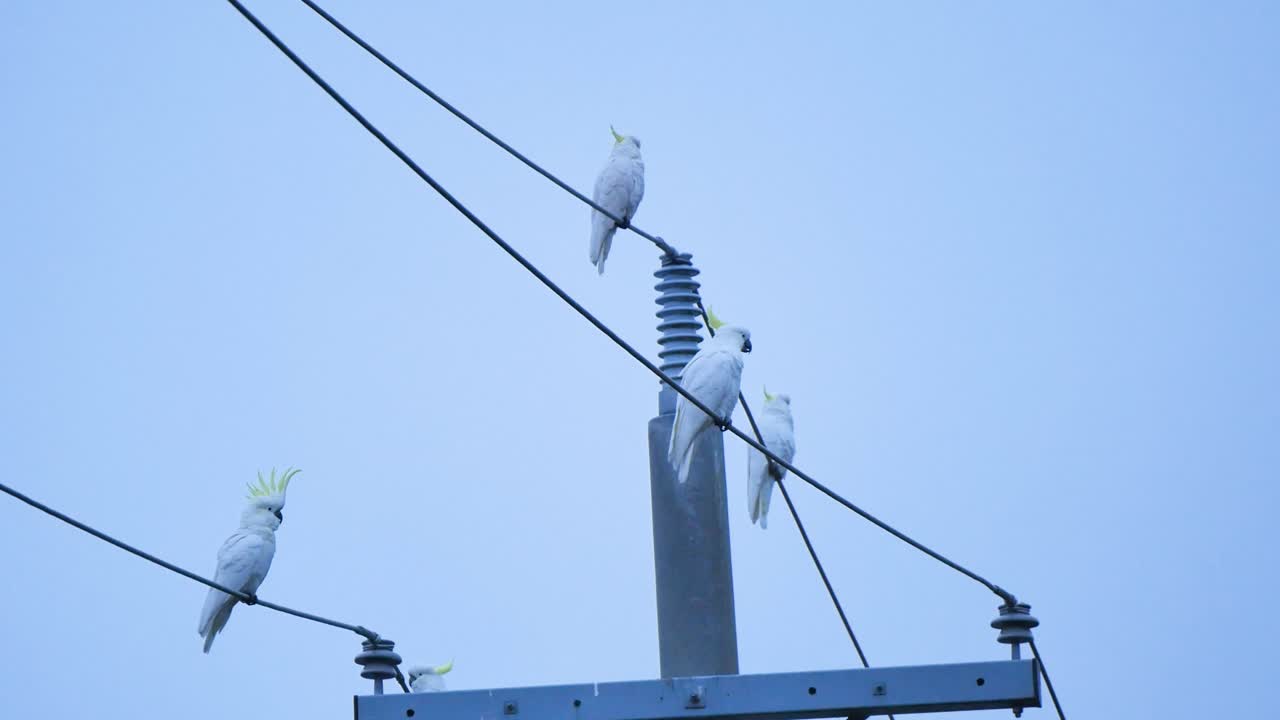 Cockatoos on powerlines at dusk