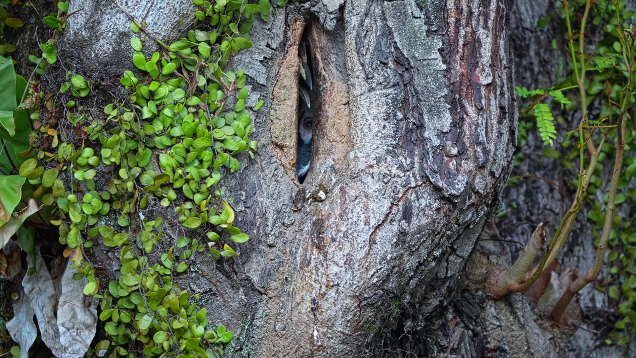 Oriental Pied Hornbill Nesting Through A Small Opening In The Tree Hollow. Close-up Shot