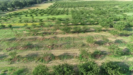 Aerial-flight-over-a-peach-orchard-in-the-Hill-Country-part-of-Texas