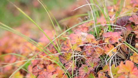 autumn foliage in a meadow