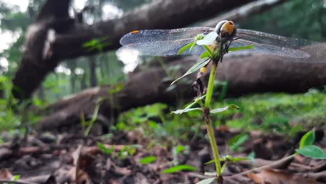 black ant crawling on the head of an immature female black-tailed skimmer dragonfly perching on the tiny plant