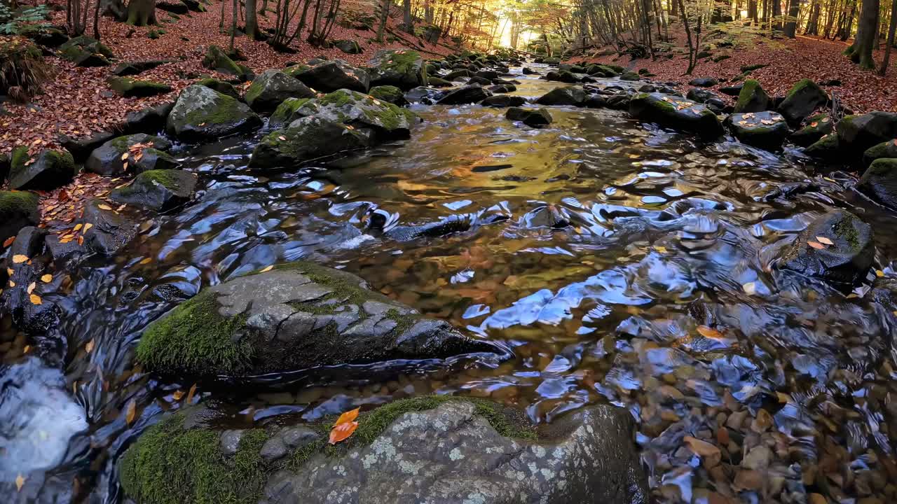 A low-angle video captures a serene forest stream with moss-covered rocks, reflecting autumn colors