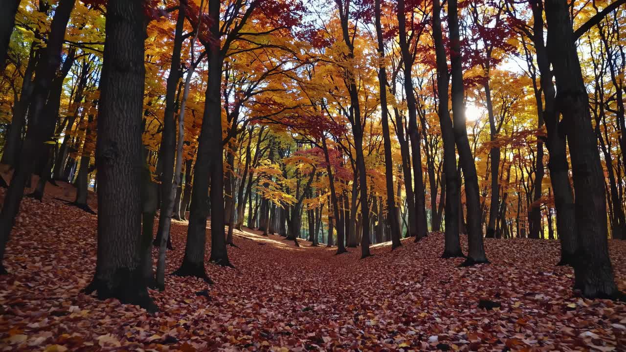 A low-angle video shot captures a serene autumn forest with vibrant red and yellow leaves