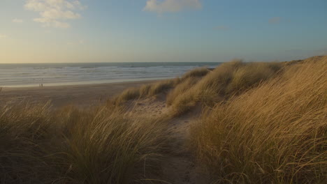 Sand-dunes-with-lyme-grass-on-windy-day-at-Perran-Sands,-golden-light
