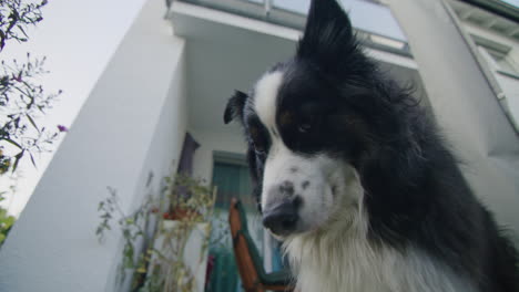 low angle shot of a dog standing on a porch and then sitting down