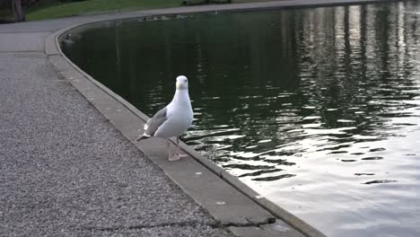 curious seagull looking for food
