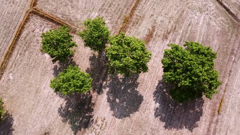 Drones-fly-over-trees-and-fields