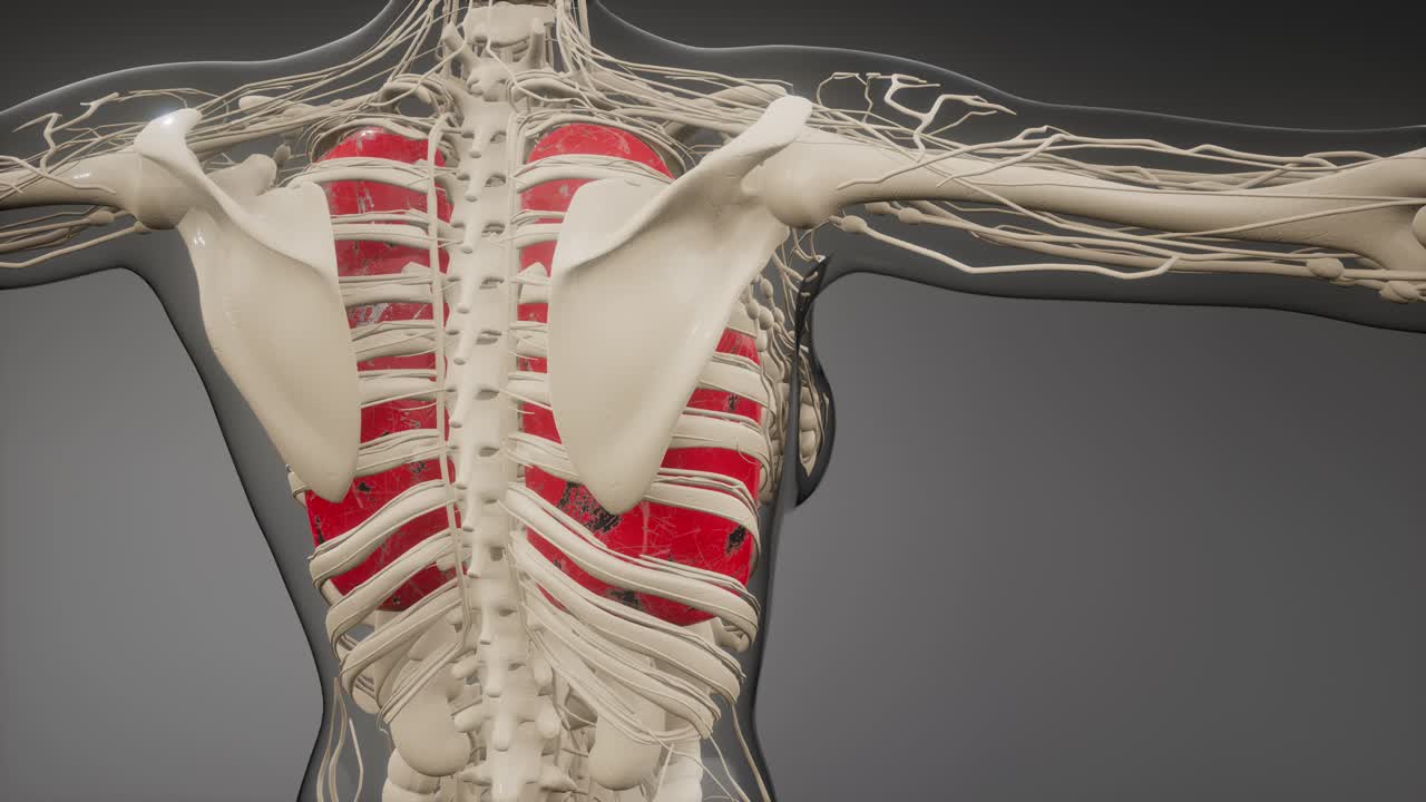 인간의 폐 방사선 검사