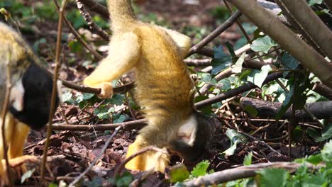 Niedlicher-Baby-Saimiri-Affe,-Der-Auf-Zweigen-Des-Busches-Klettert-Und-Im-Wald-Nach-Nahrung-Sucht