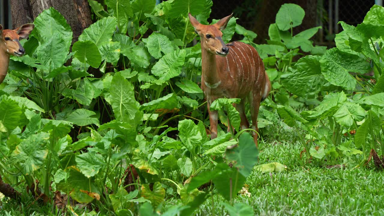 Young Nyala, (Tragelaphus angasii) with white stripes, stands amidst dense green vegetation, blending naturally into its environment, grooming its fur coats, foraging on the foliages, close up shot.