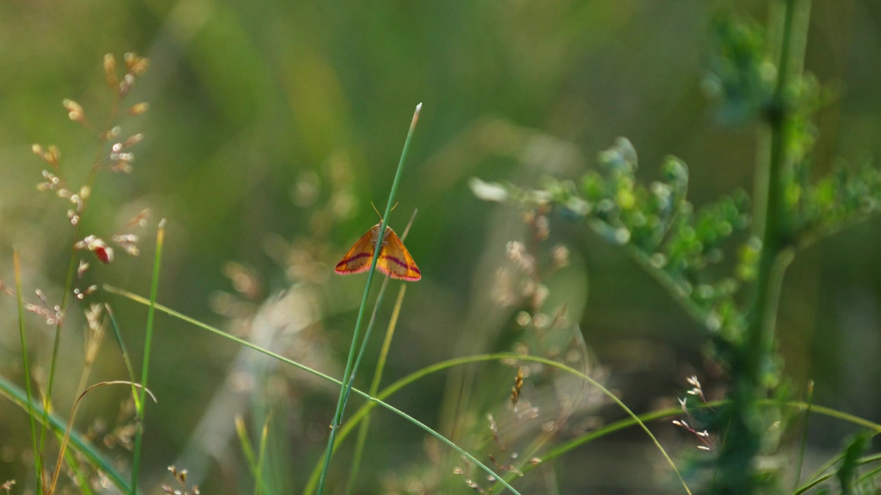 Bellezza naturale di una falena Gialla a Strisce Viola posata su un gambo verde in un campo lussureggiante.