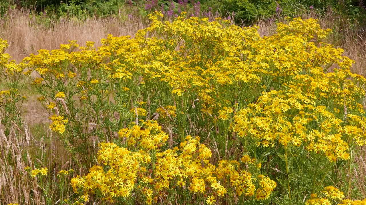 일반 ragwort, senecio jacobaea, 여름 중순에 꽃을 피우고