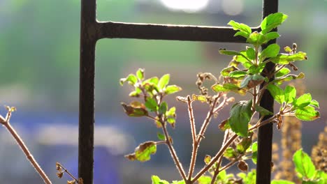 sacred tulsi plant in 4k, medicinal holy basil plant leaves in morning, india