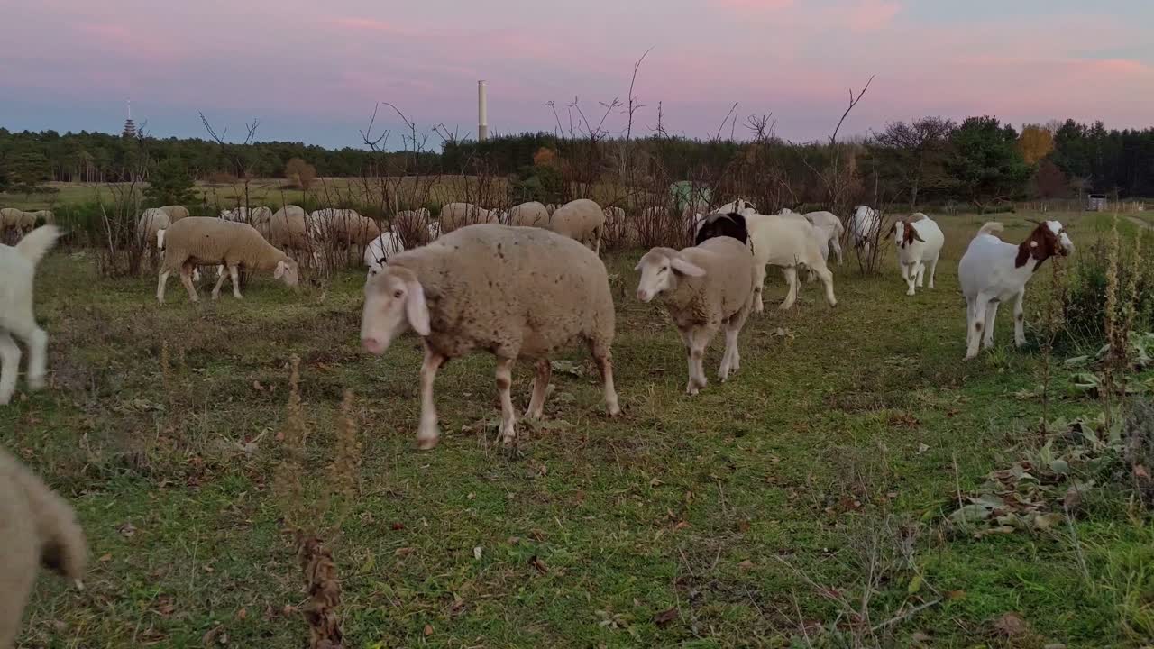 rebaño mixto de ovejas y cabras durante la puesta de sol en un prado aéreo abierto con árboles de otoño en el fondo