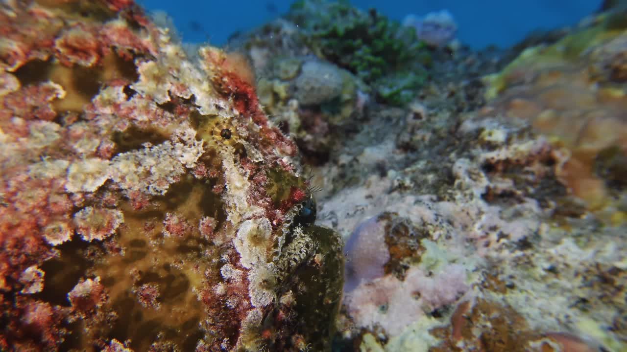 Un pesce rana mimetizzato si fonde perfettamente con la barriera corallina nelle acque di Mauritius, mettendo in mostra la sua texture unica e la notevole capacità di nascondersi in bella vista.