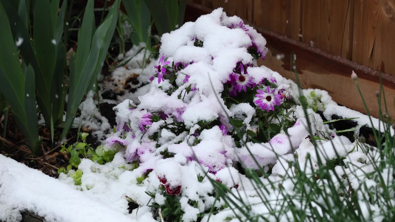 Una nevicata tardiva inaspettata in primavera copre un campo di margherite in fiore a Calgary, Alberta, creando un contrasto sorprendente tra fiori freschi e condizioni invernali che ritornano.