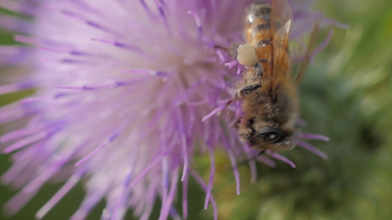 hermosa foto macro de una abeja forrajeando en una flor de cardo rosa y blanco