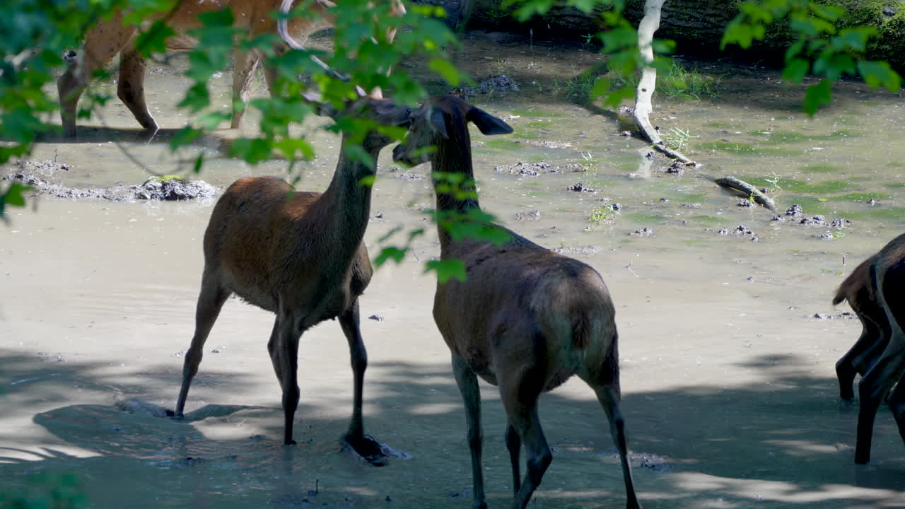 Slow motion shot of deer couple kissing in pond and fawn run away,close up shot