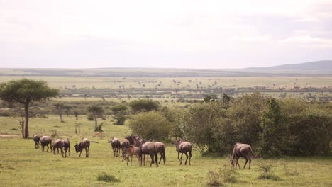 herd of wildebeest walking through the savanah on safari on the masai mara reserve in kenya africa