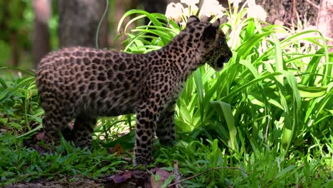 Der-Indochinesische-Leopard-Ist-Eine-Gefährdete-Art-Und-Eine-Der-Großen-Katzen-Thailands