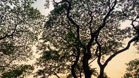 Un-Cautivador-Metraje-Puntiagudo-Hacia-Arriba-Deslizándose-Por-Las-Copas-De-Los-árboles,-Mientras-El-Cielo-Se-Pinta-Con-Los-Impresionantes-Colores-Del-Atardecer