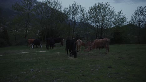 wide shot of a herd of cows grazing in a quiet pasture under a moody sky just after sunset, with trees and distant hills.