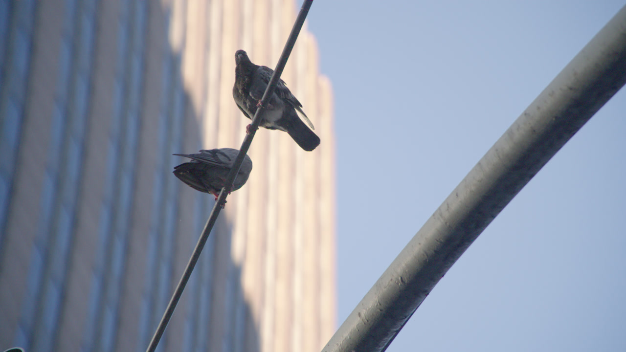 Slow motion shot of pigeons perched above a Manhattan crosswalk. Shot in New York City on a summer morning.