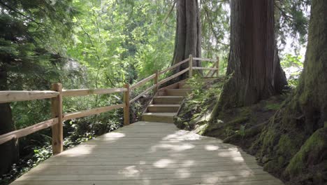 wooden path in the forest