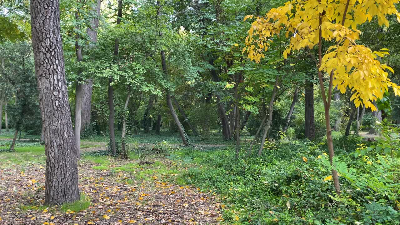 surprising filming inside a part of the Jardin del Principe in Aranjuez, with a camera sweep we see the exuberant vegetation that the garden creates, a great variety of trees and different colors