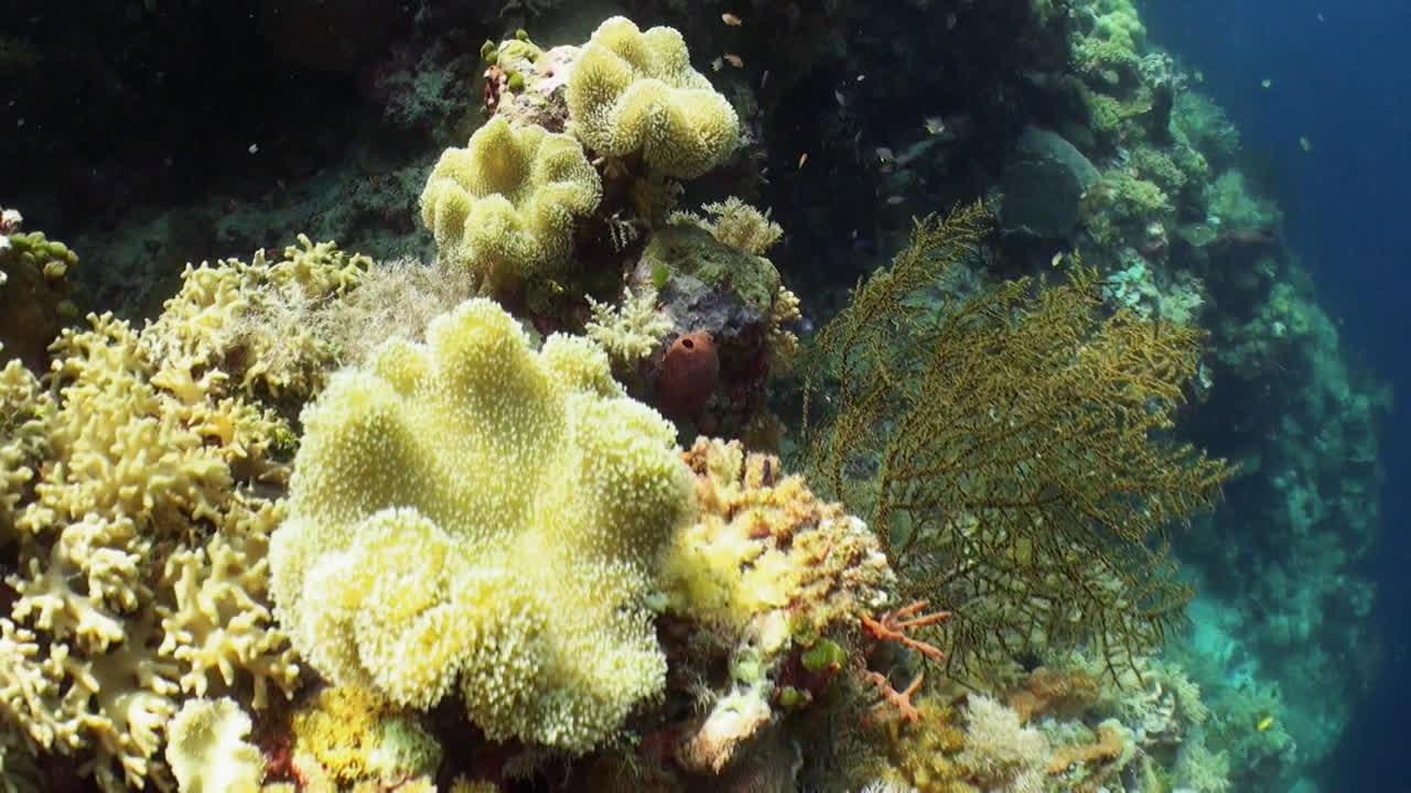 volo sopra una barriera corallina densamente coltivata nell'indo-pacifico, la telecamera si sposta verso il corallo a forma di fungo