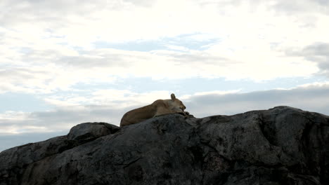 la leona se limpia en una roca en el parque nacional