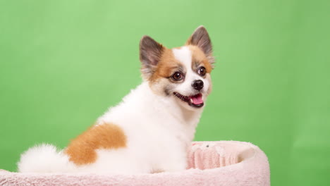 retrato del lindo cachorro esponjoso de pomeranian spitz