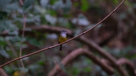 camera zooms out showing this bird on a diagonal vine, gray-headed canary-flycatcher culicicapa ceylonensis, thailand