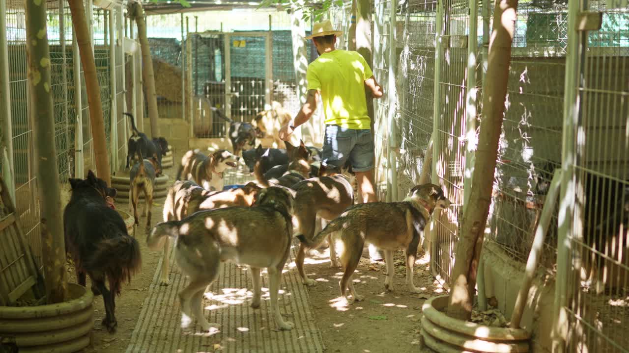 Freiwilliger Mann mit vielen Hunden in einem Tierheim
