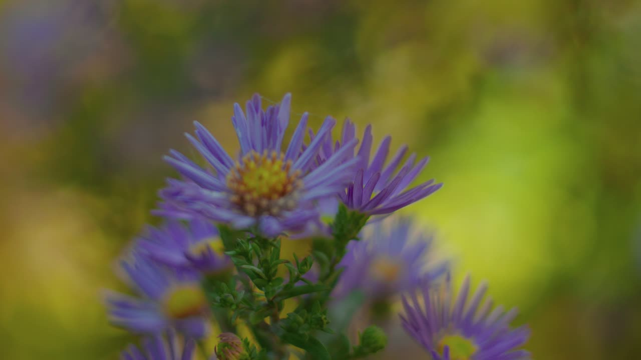 detalle de una hermosa flor rosa con una red de araña